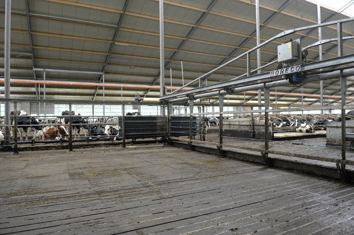 De koeien worden gemolken in een 2x36-melkstal. Dit is de wachtruimte met automatisch opdrijfhek. Hier kunnen 200 koeien staan.
