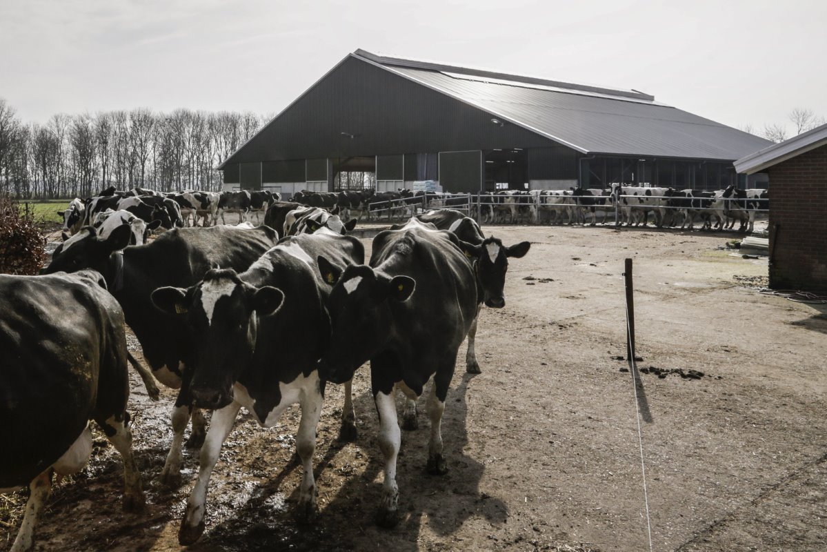 Van Tilburg doet aan weidegang. Ook één van de redenen waarom hij bijvoorbeeld geen melkrobots wilde. 19 maart gingen de koeien al voor het eerst naar buiten. Bijkomend voordeel: alle grond ligt rondom het bouwblok.