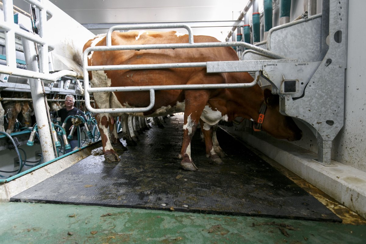 In de melkstal staan de koeien op een rubber mat. De hellingsgraad is 7 procent zodat de koeien zo optimaal mogelijk staan. In de melkstal worden de dieren ook bijgevoerd. Ze krijgen er graan of lupine.