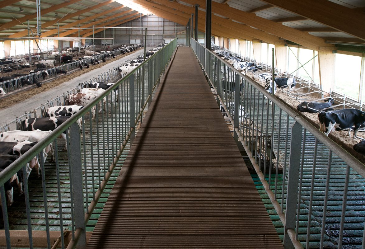 De gasten kunnen via deze loopbrug letterlijk boven de koeien lopen.