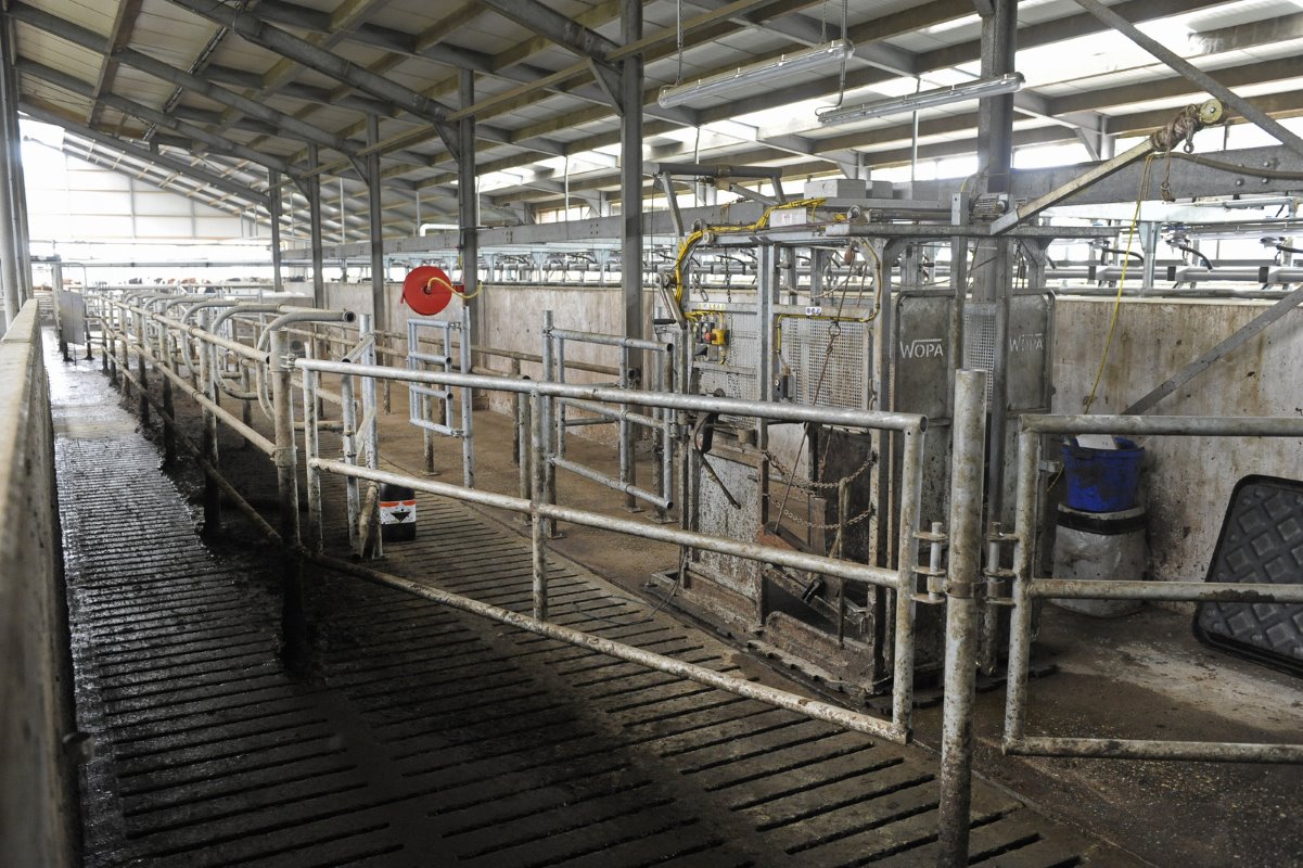 Na het melken worden de koeien automatische gesepareerd via deze 5-wegselectiepoort.