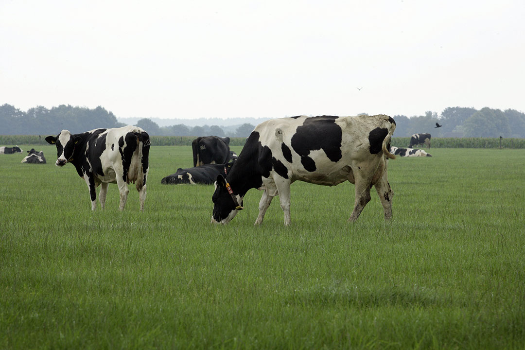 In de totale landbouw was in 2022 67% van de bedrijven grondgebonden. - Foto: Henk Riswick