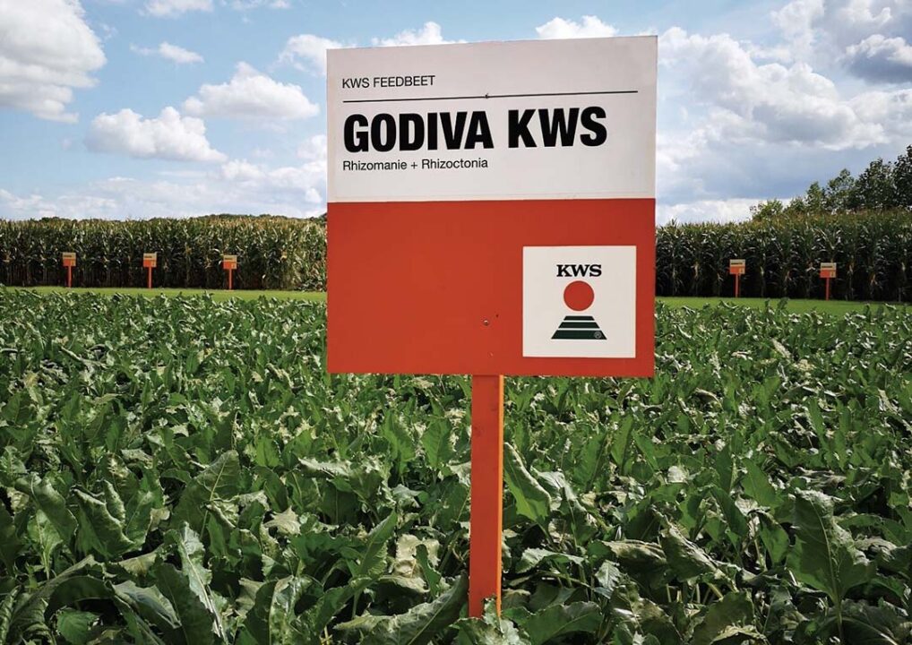 Godiva KWS is omwille van zijn dubbele resistentie zeer geschikt voor de teelt op zandgrond bij biologische telers.