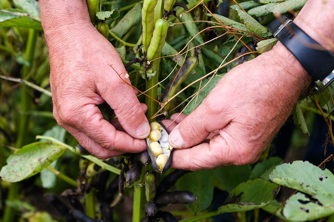 Met de teelt van veldbonen is een eiwitrijk product te oogsten. Dat kan ingezet worden als eigen eiwit ter vervanging van soja.