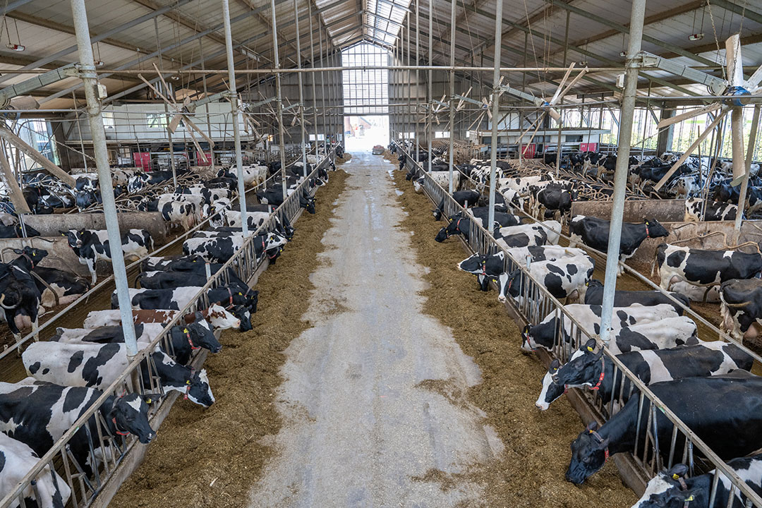Tussen 2017 en 2021 groeide de balanswaarde van Nederlandse land- en tuinbouwbedrijven, vooral in de melkveehouderij, naar €3,8 miljoen, een toename van €800.000, vooral door hogere grondwaarde en de waarde van dier- en fosfaatrechten, aldus een WUR-rapport. - Foto: Michel Velderman