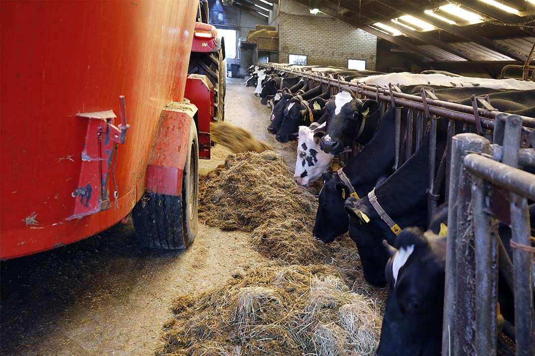 Totale opbrengsten in melkveehouderij dalen met 8% door lagere melkprijzen, deels gecompenseerd door 4% hogere melkproductie per bedrijf en toegenomen waarde van ruwvoer. - Foto: Jan Zandee