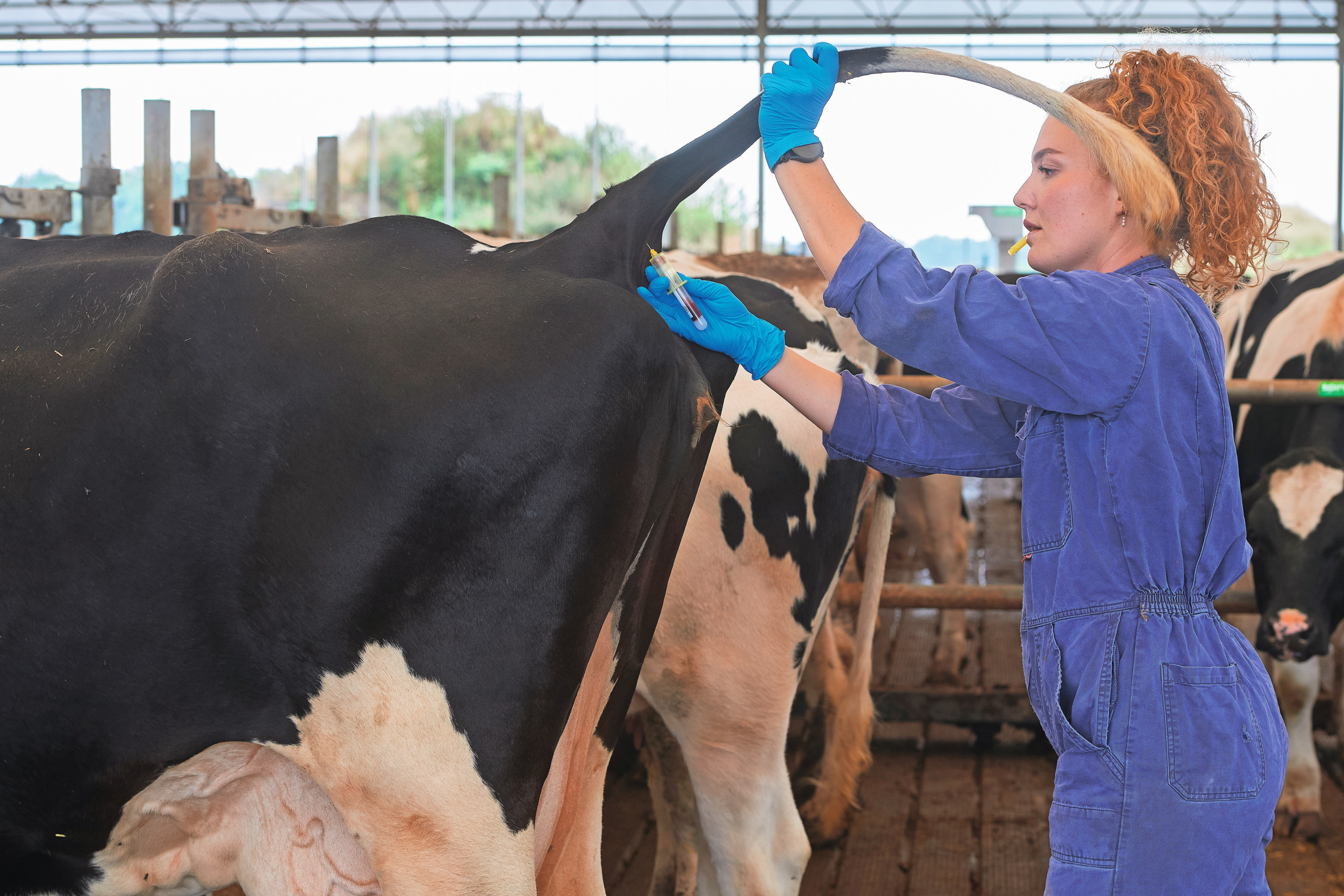 Met bloedmonsters kunnen melkveehouders aantonen dat hun veestapel vrij van IBR- en BVD-virus is.Foto: Van Assendelft