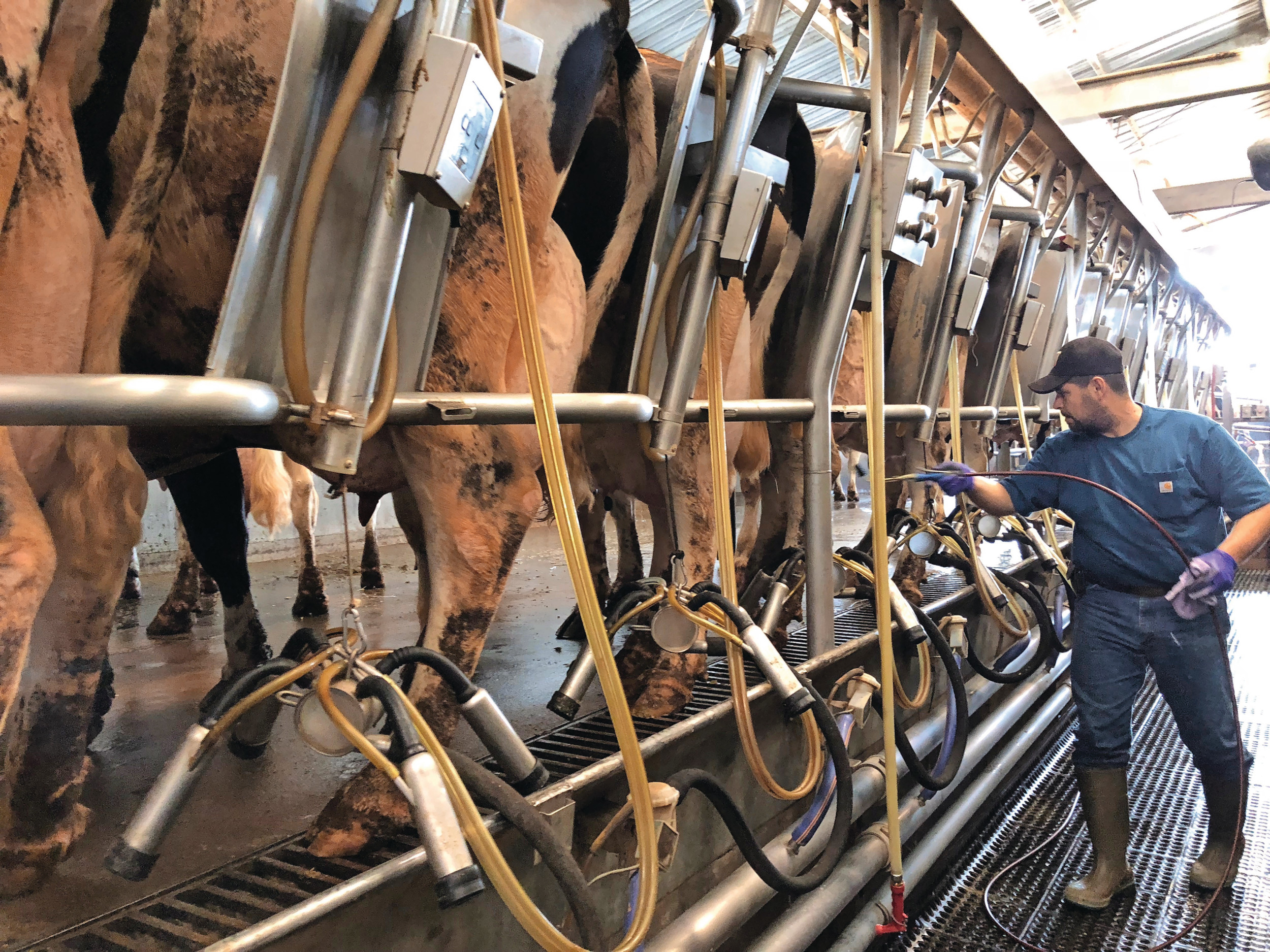 Melken op Mancebo Holsteins in Tulare. Foto: Reuters