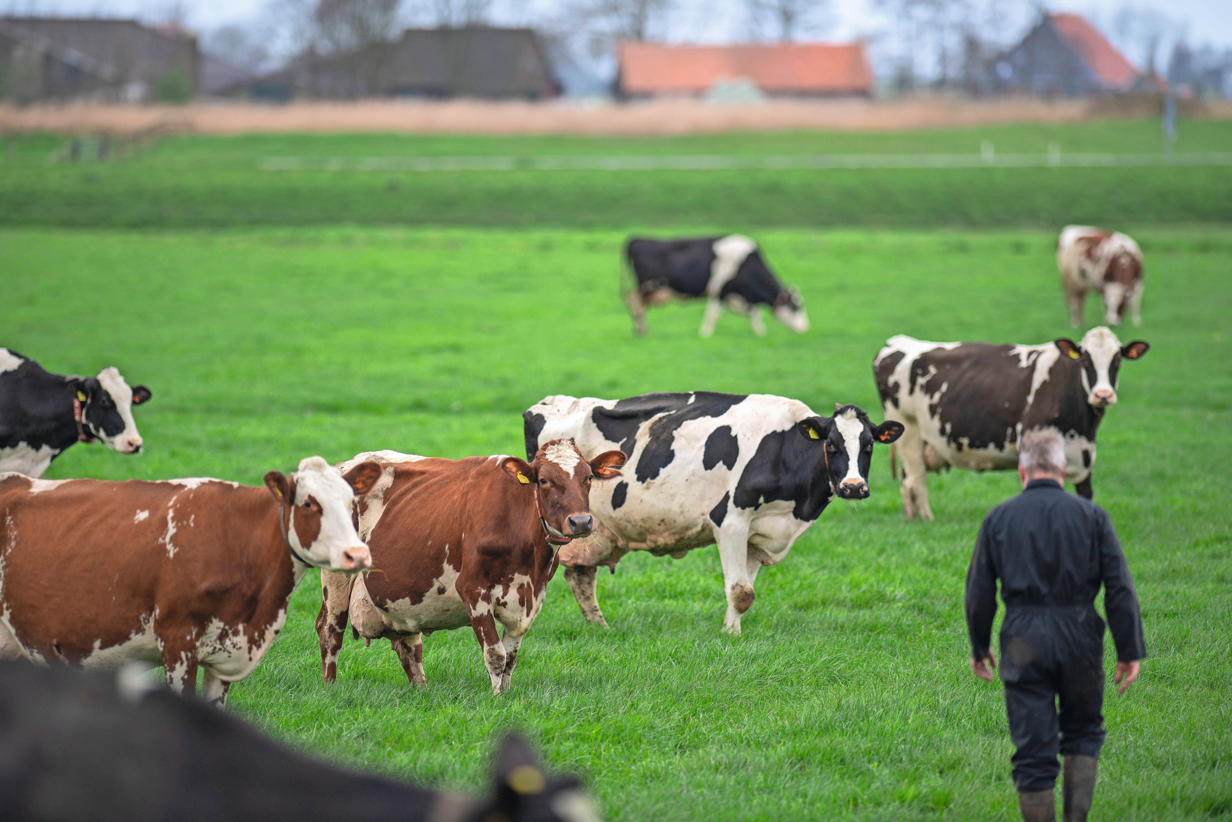 Sinds vorig jaar wordt de maatregel beweiden in de eco-regeling uitgedrukt in 1.500 of 2.500 uur per jaar. Meer uur beweiding levert enkele punten meer op. De vergoeding voor beide keuzes is gelijk, namelijk € 45 per hectare. Foto: Mark Pasveer